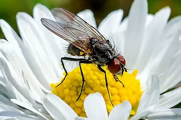 10 растений, отпугивающих мух