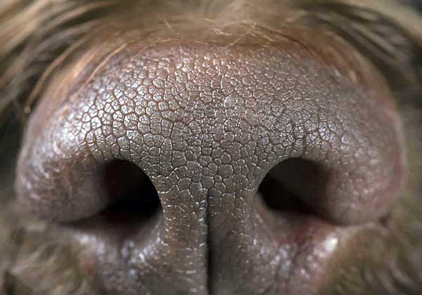 Крупный план носа собаки/ Это одна из немногих областей тела, которая выделяет пот