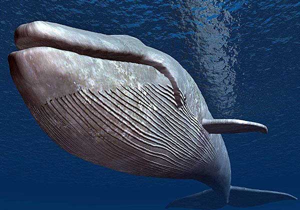 Синий кит - исчезающий вид в Антарктиде