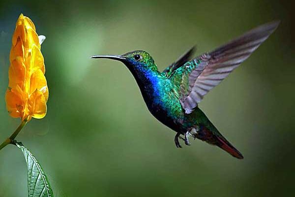 Почему на Гавайских островах нет колибри