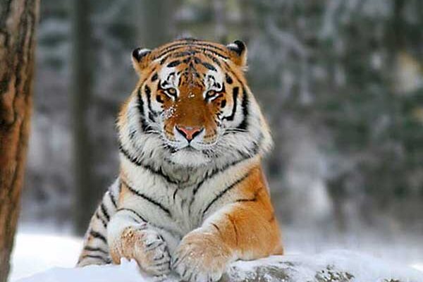 Почему вымер каспийский тигр