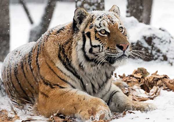Браконьерство и потеря среды обитания представляют собой серьезную угрозу для выживания тигров