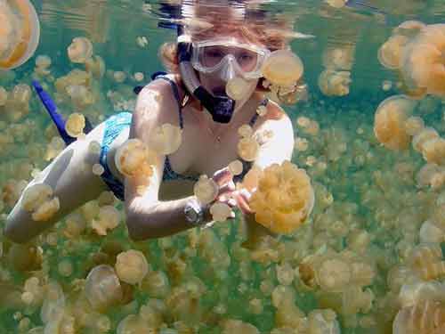 озеро медуз Палау, фото