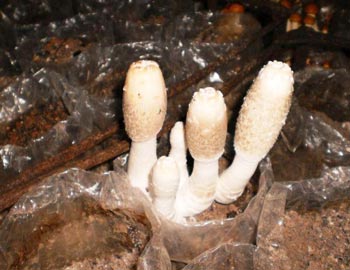как растут грибы шиитаке фото