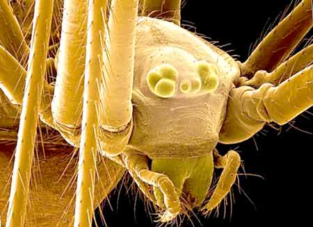 насекомые под микроскопом фото
