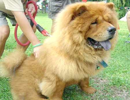 Собака похожая на льва - Самое интересное