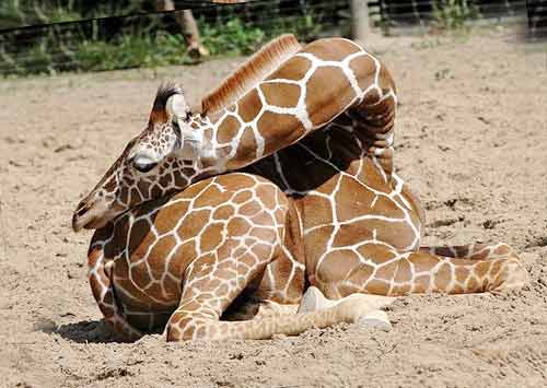 как спят жирафы фото