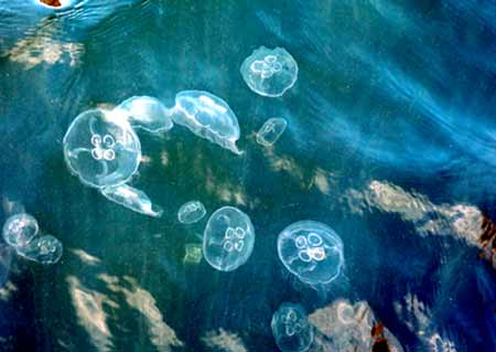 Ушастые медузы в Балтийском море