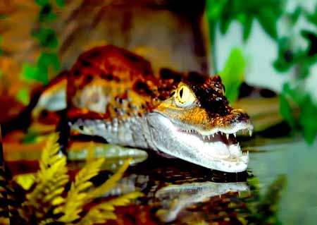 Нильские крокодилы и аллигаторы, фото